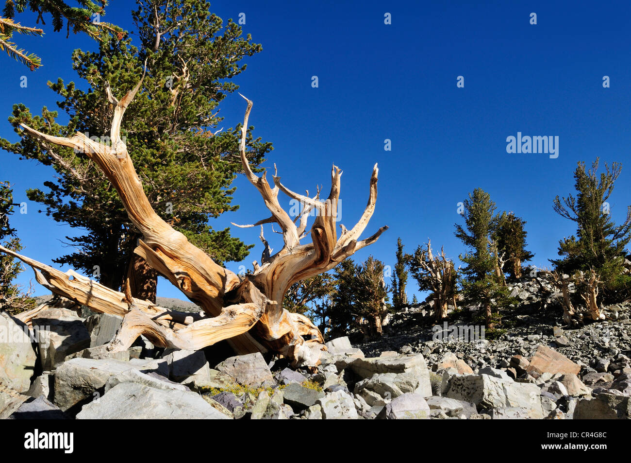 Weathered Wood d'une ancienne Bristlecone Pine (Pinus longaeva) au mont Wheeler, Parc National du Grand Bassin, Nevada, USA Banque D'Images