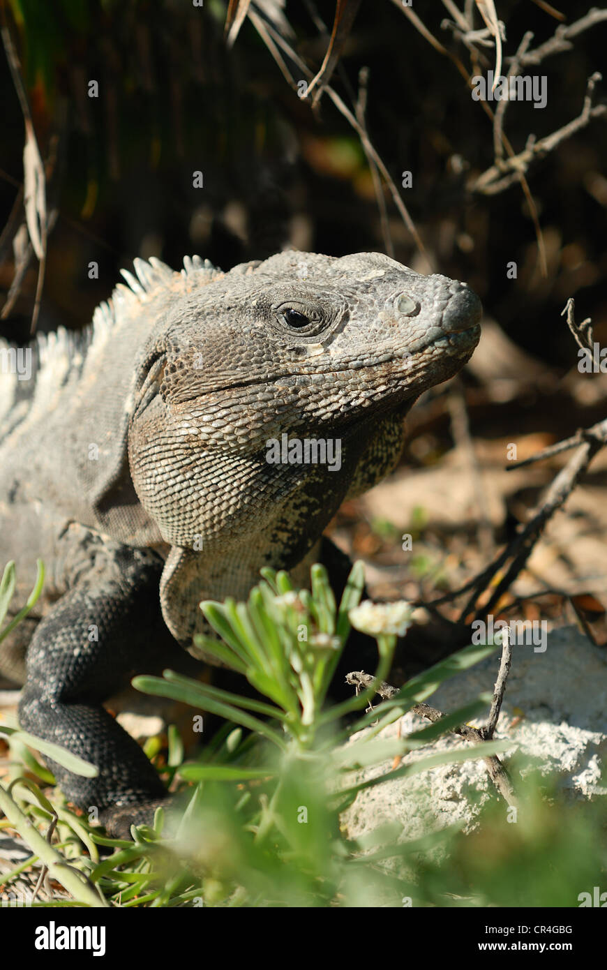 Portrait de l'iguane sauvage sur le rocher sous le soleil Banque D'Images