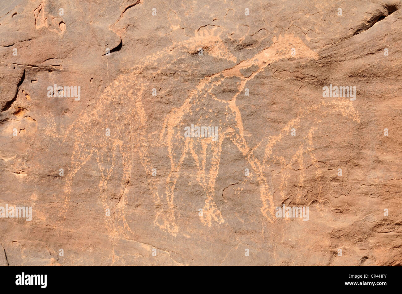 La gravure, la girafe de l'Acacus néolithique rockart Montagnes ou gamme Tadrart Acacus, Tassili n'Ajjer National Park Banque D'Images