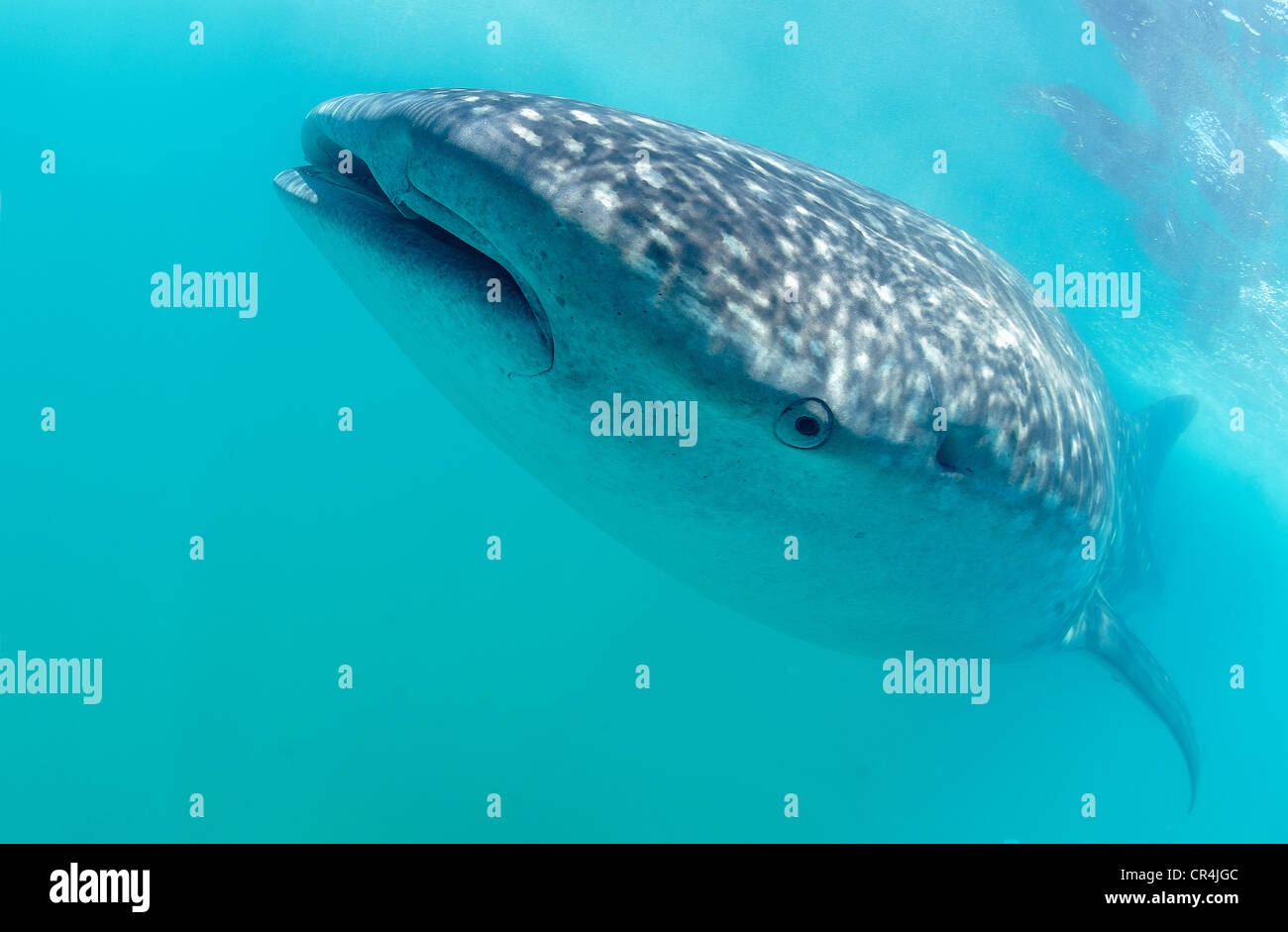 Le Mexique, l'État de Quintana Roo, la mer des Caraïbes, l'île de Holbox, le requin-baleine (Rhincodon typus), c'est le plus gros poisson du Banque D'Images