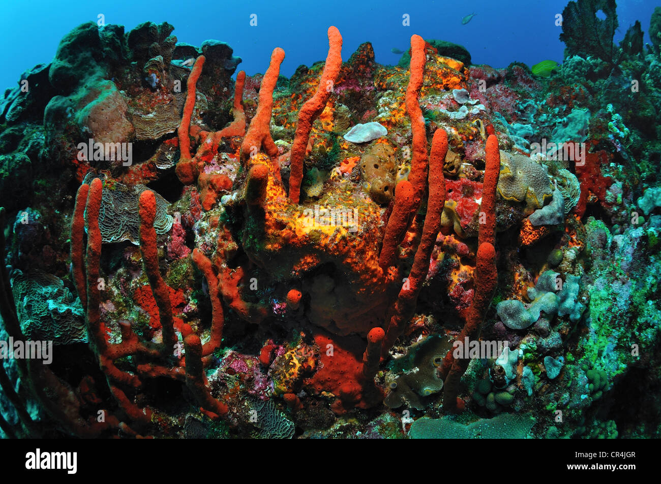 Le Mexique, l'État de Quintana Roo, mer des Caraïbes, les récifs coralliens Banque D'Images