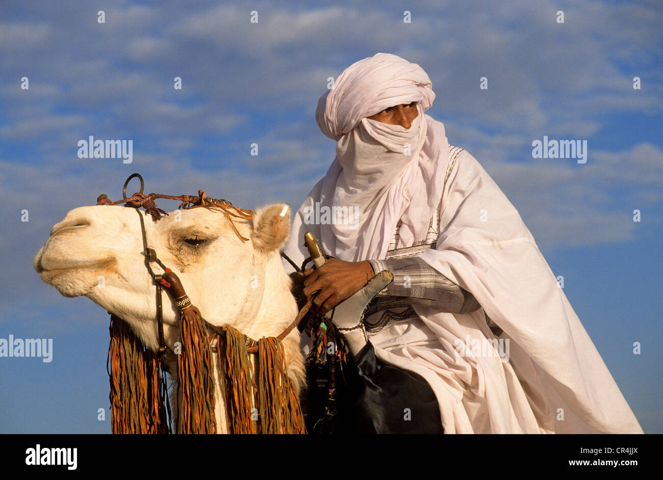 La Tunisie, le Gouvernorat de Kebili, Douz, Festival du désert, les Touaregs sur leurs dromadaires Mehari Banque D'Images