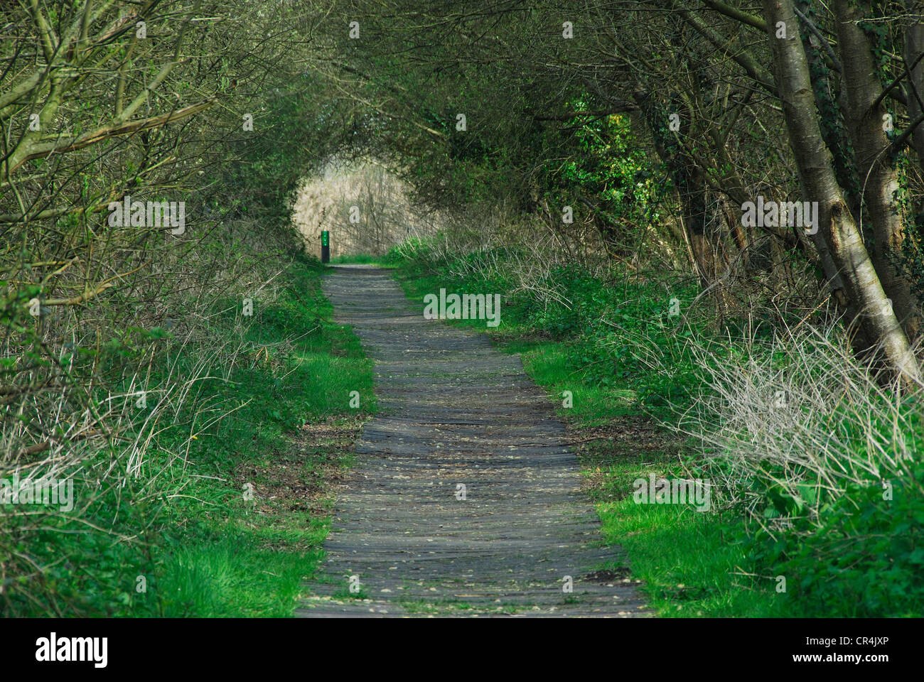 Shapwick Heath National Nature Reserve, Somerset, Royaume-Uni. Avril 2010 Banque D'Images