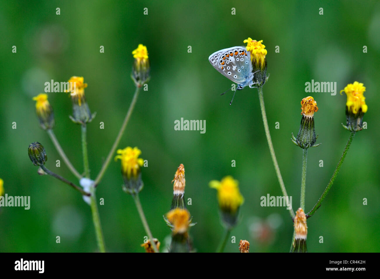 Papillon bleu commun polyommatus icarus Banque D'Images