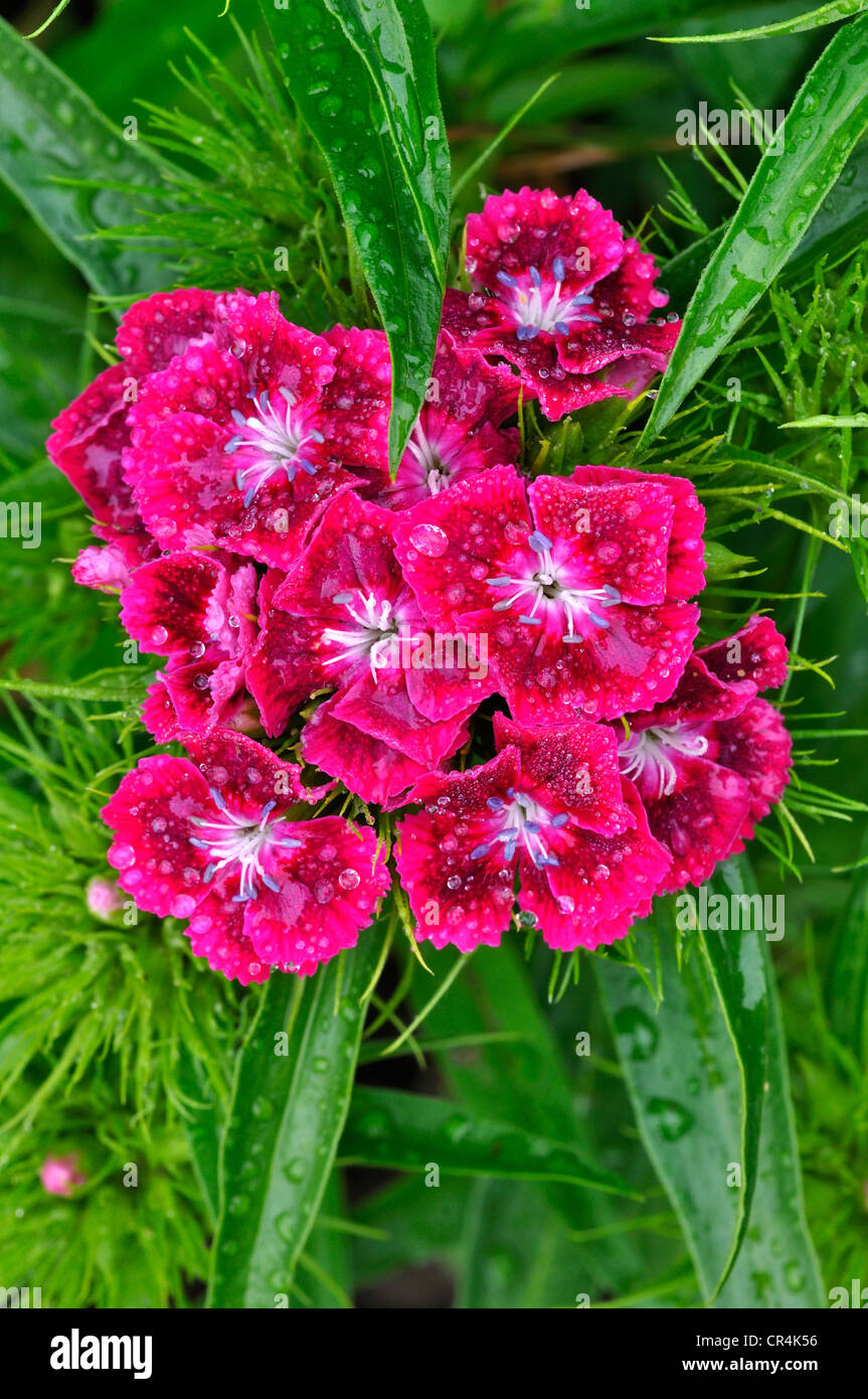 Sweet William Garden Biennale de fleurs Banque D'Images