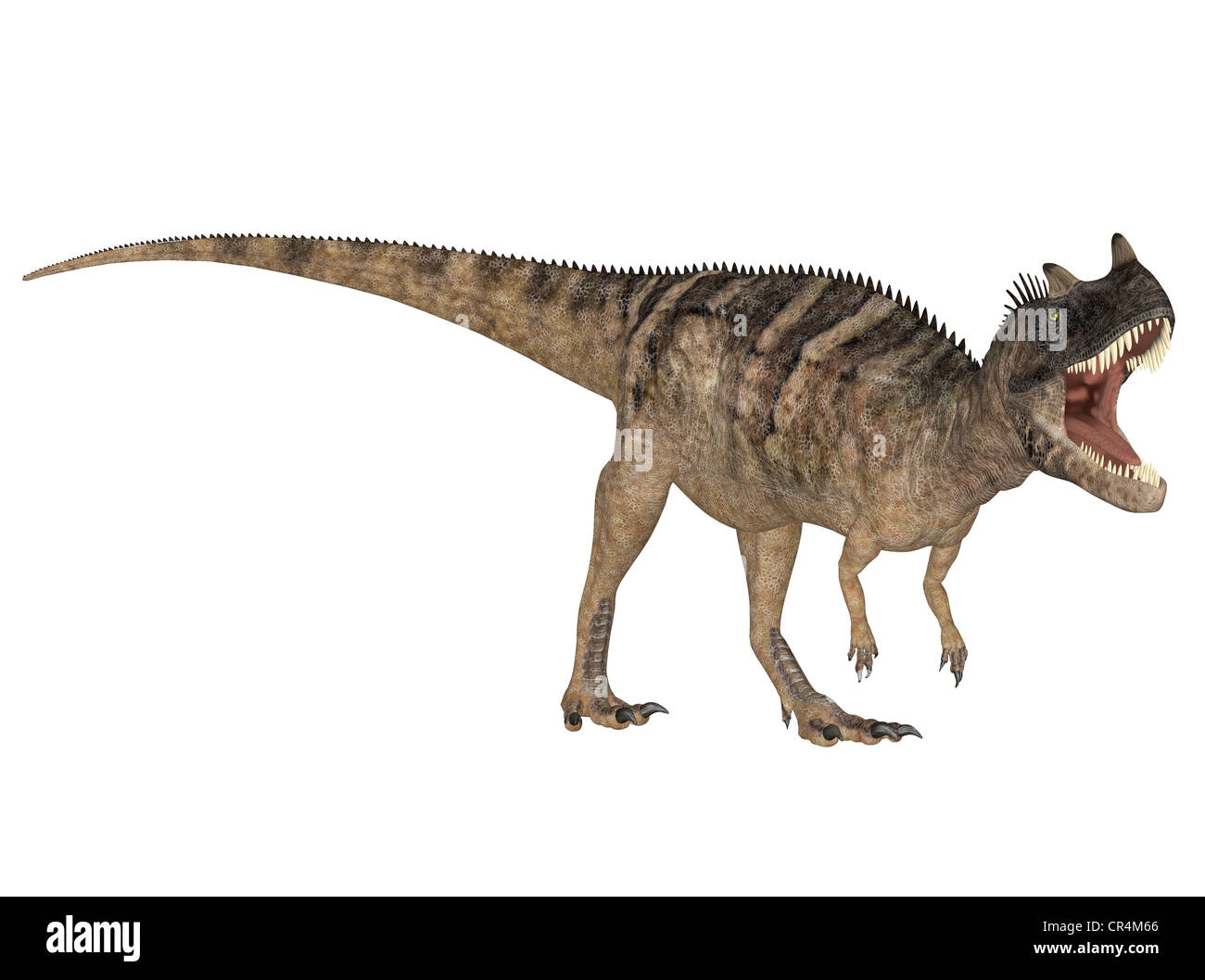 Illustration d'un Ceratosaurus (espèces de dinosaures) isolé sur fond blanc Banque D'Images