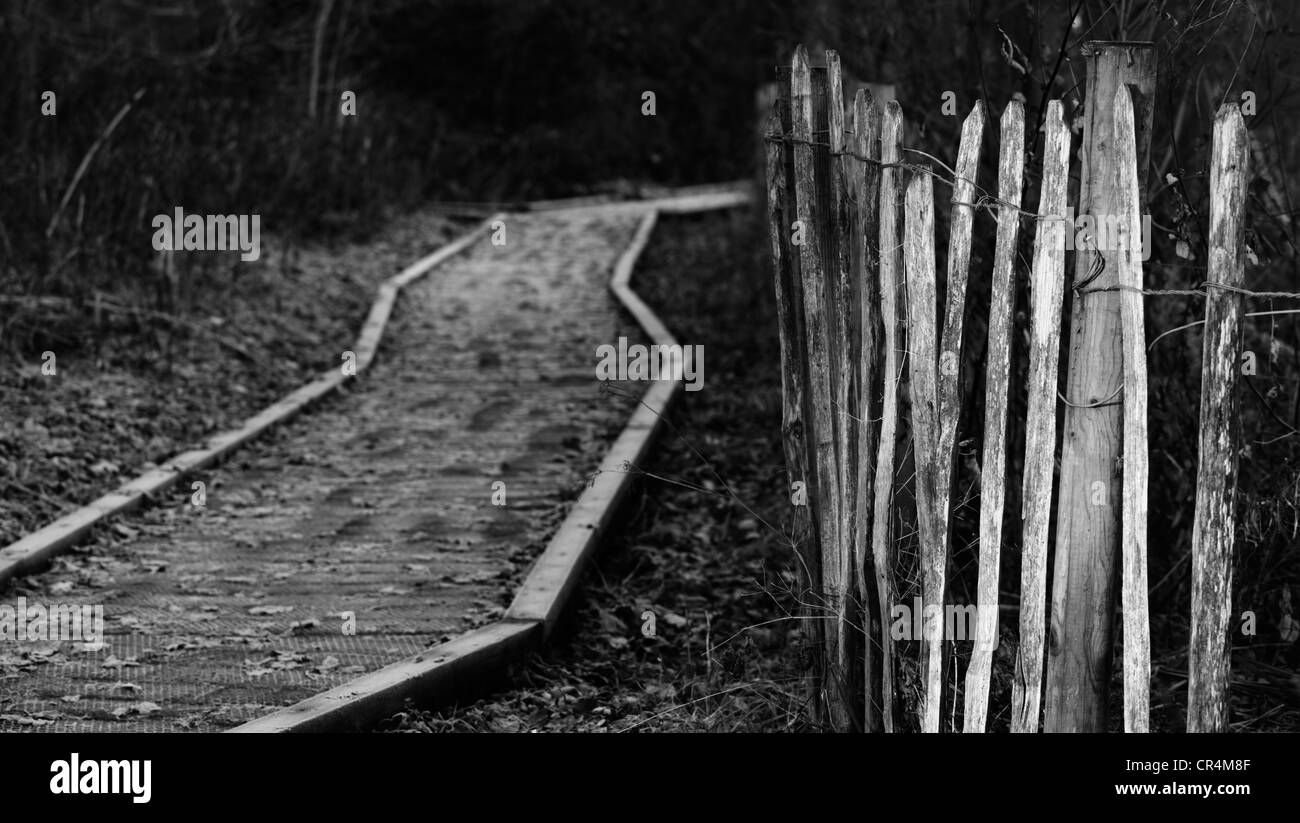Un sentier à Salhouse large dans les Norfolk Broads Banque D'Images