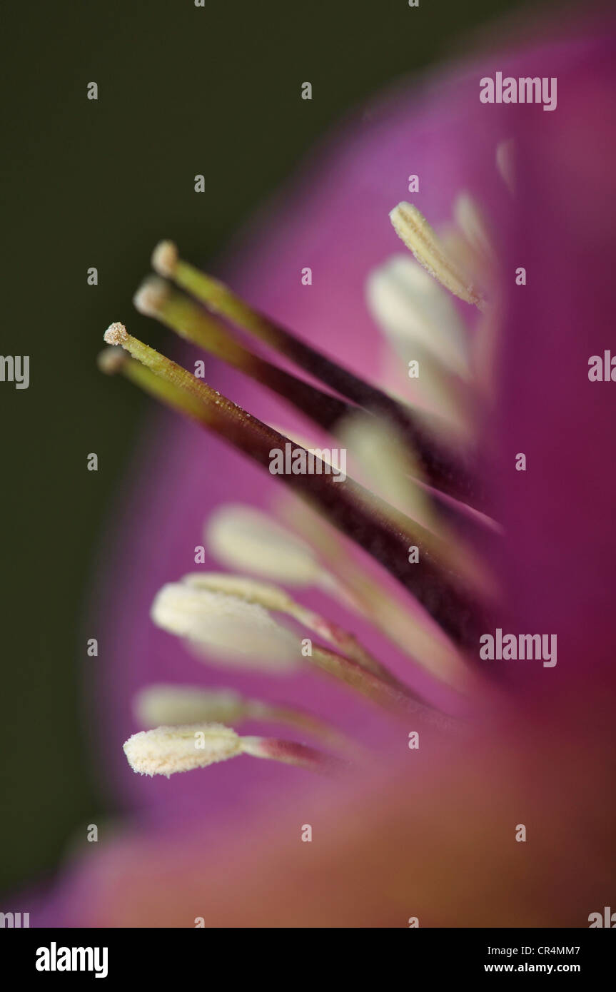 Un gros plan d'une hellebore, un jardin plantes vivaces UK Banque D'Images