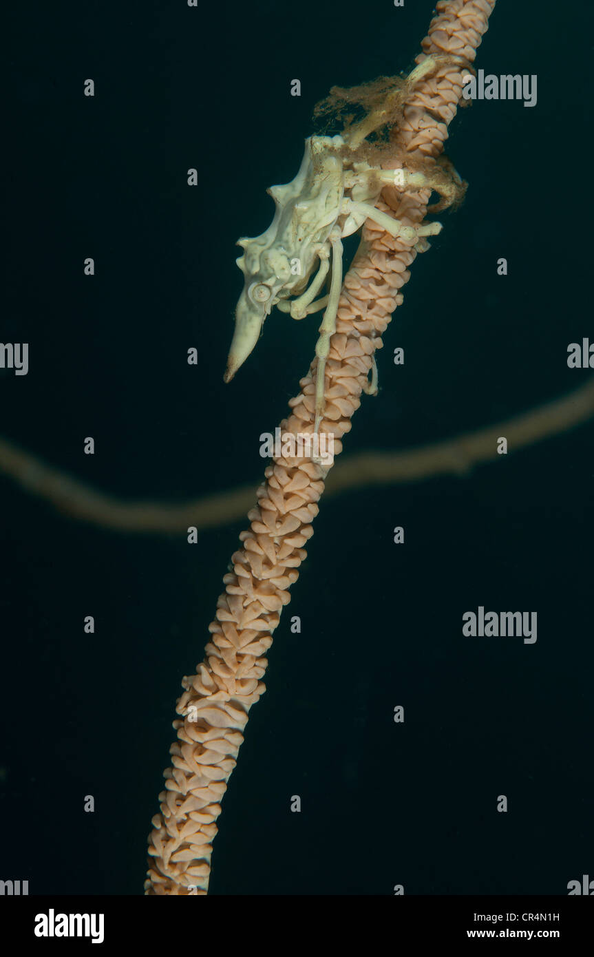 (Xenocarcinus tuberculatus Crabe Xeno) whip dans le corail sur Détroit de Lembeh Banque D'Images