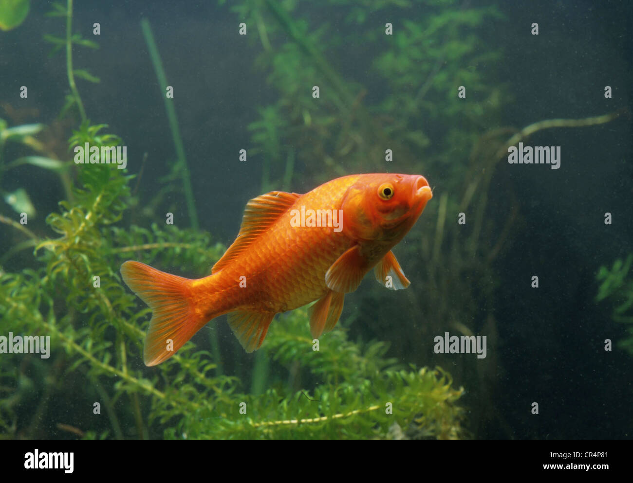 Le carassin (Carassius auratus auratus) Banque D'Images