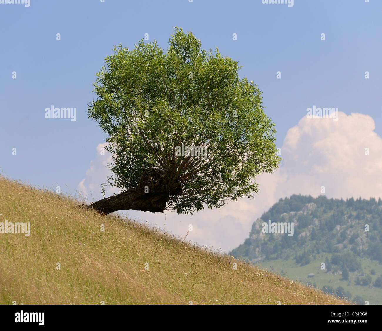 Saule (Salix), Magura, Piatra Craiului, Roumanie, Europe Banque D'Images