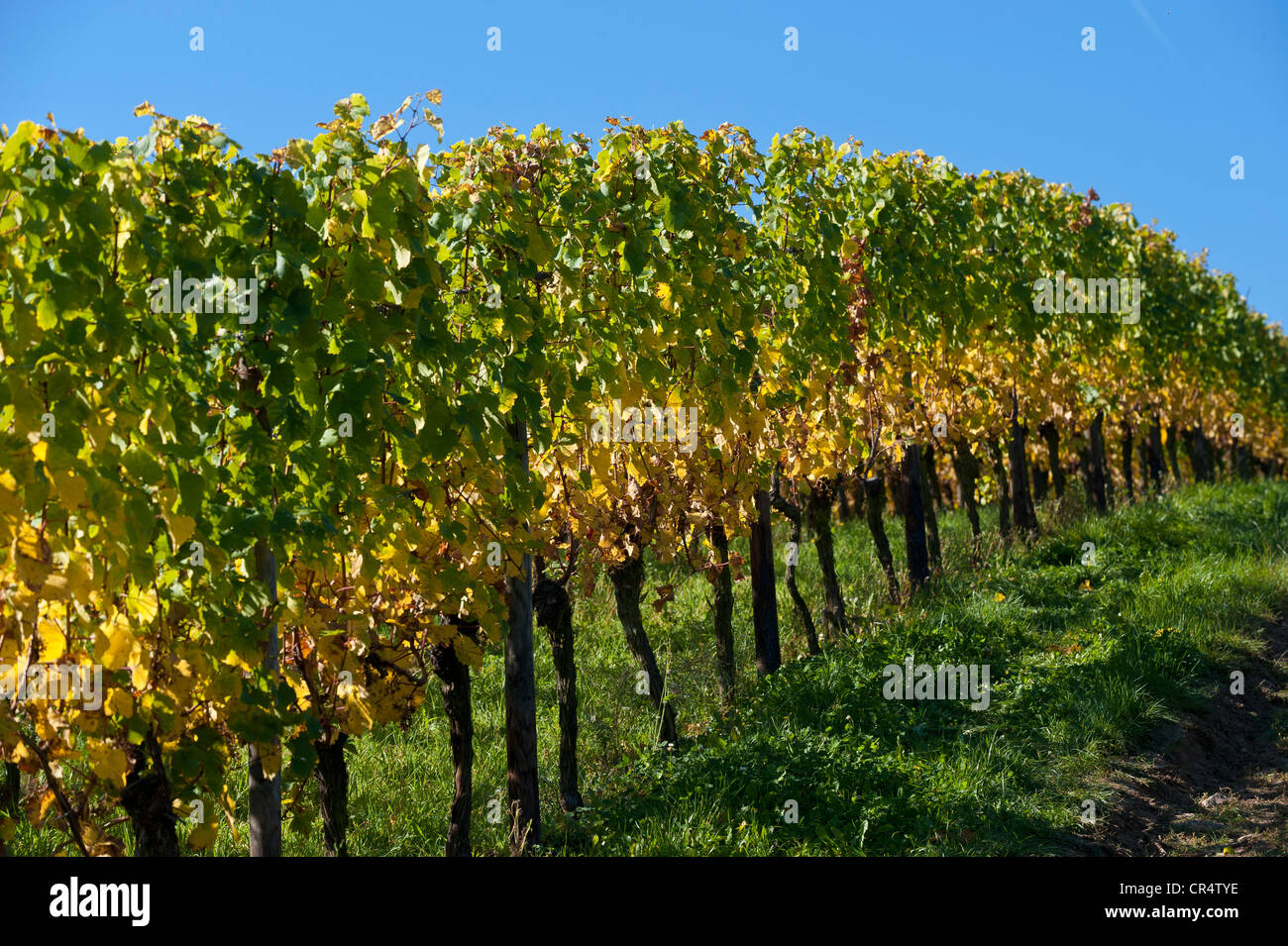 Rangée de vigne, vignoble, Rheingau, Hesse, Germany, Europe Banque D'Images