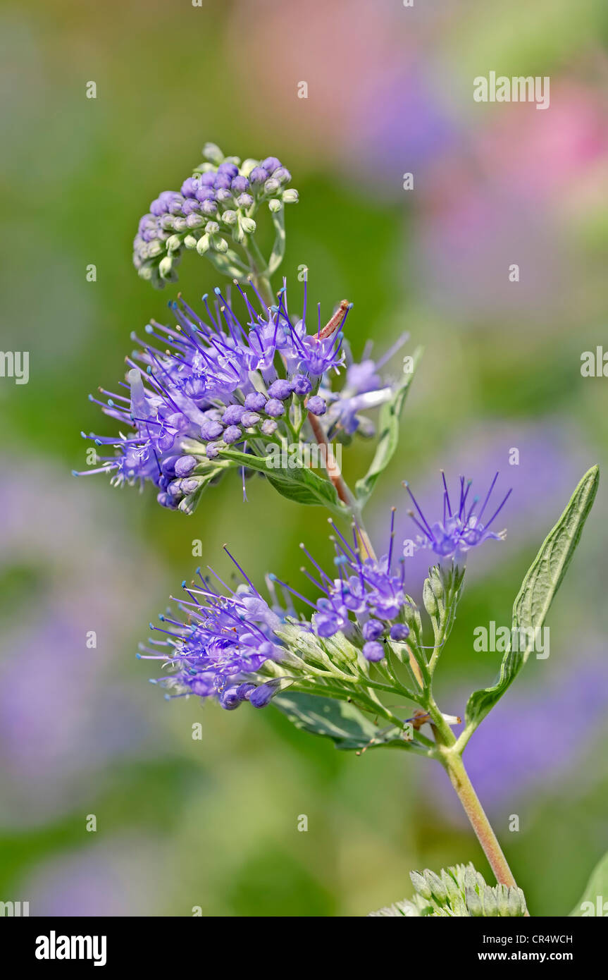 Caryopteris x clandonensis (Barbe-Bleue), la floraison Banque D'Images