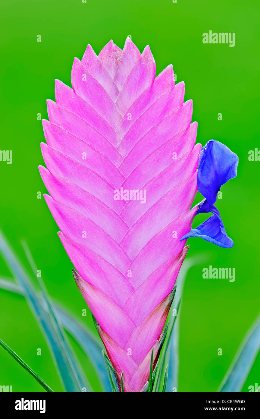 Quill rose (Tillandsia cyanea), l'inflorescence avec fleur Banque D'Images