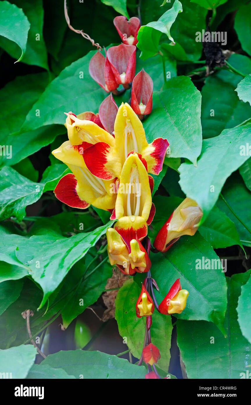 Réveil indien Vine (Thunbergia mysorensis), fleurs, originaire de l'Inde  Photo Stock - Alamy