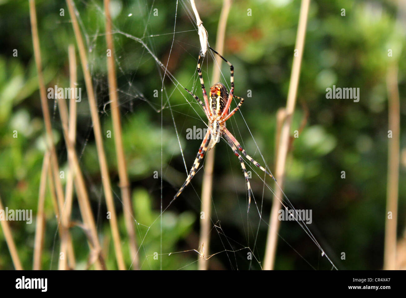 Argiope trifasciata Banque D'Images