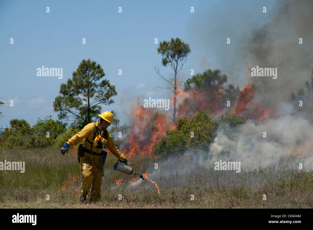 L'éclairage de forestier forêt de pin Pinus elliottii sur fire, brûlage dirigé, Florida USA Banque D'Images