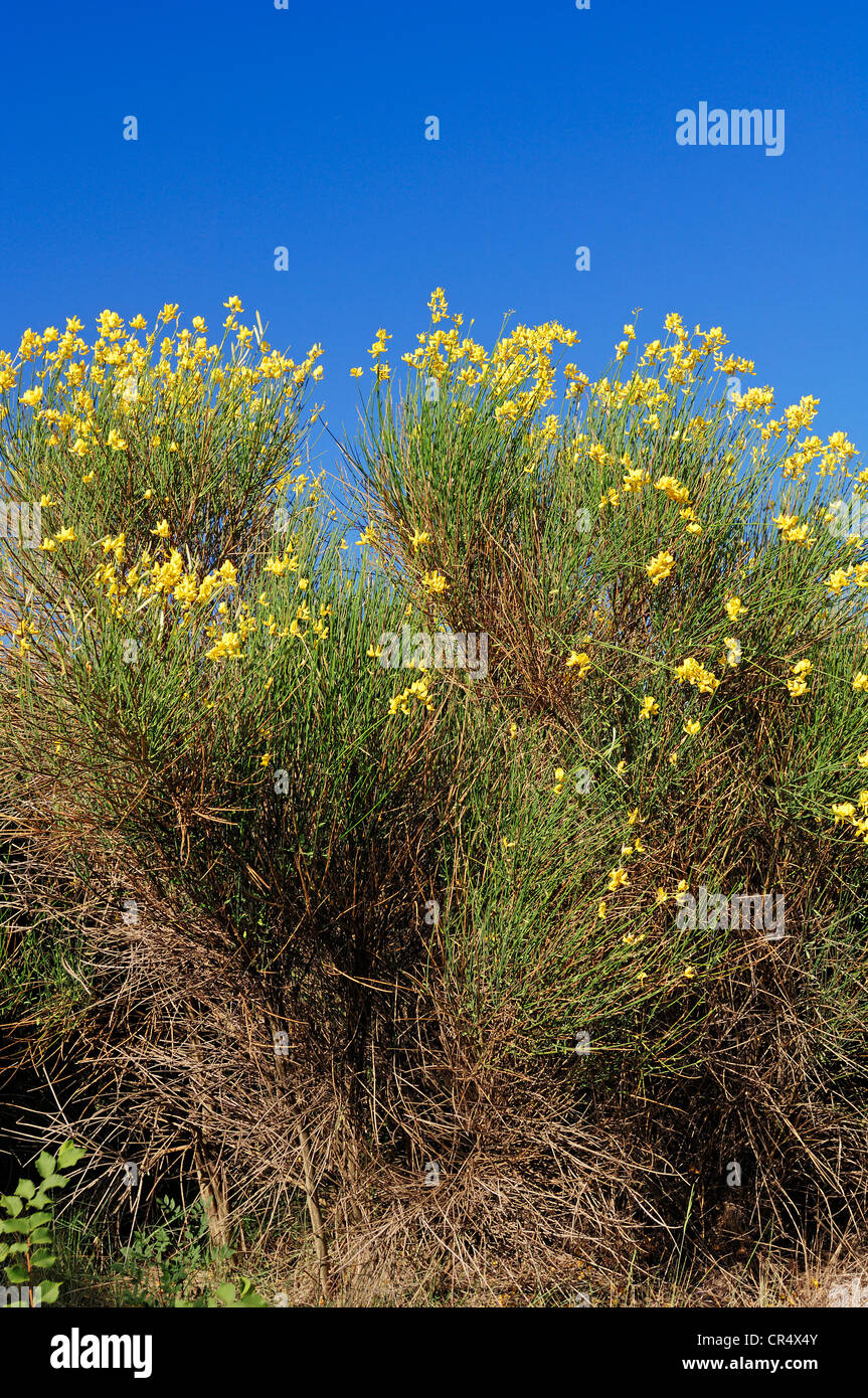 Balai espagnol ou Weaver's broom (Catégorie : Augmente Melangez junceum),  Provence-Alpes-Côte d'Azur, France, Europe du Sud Photo Stock - Alamy