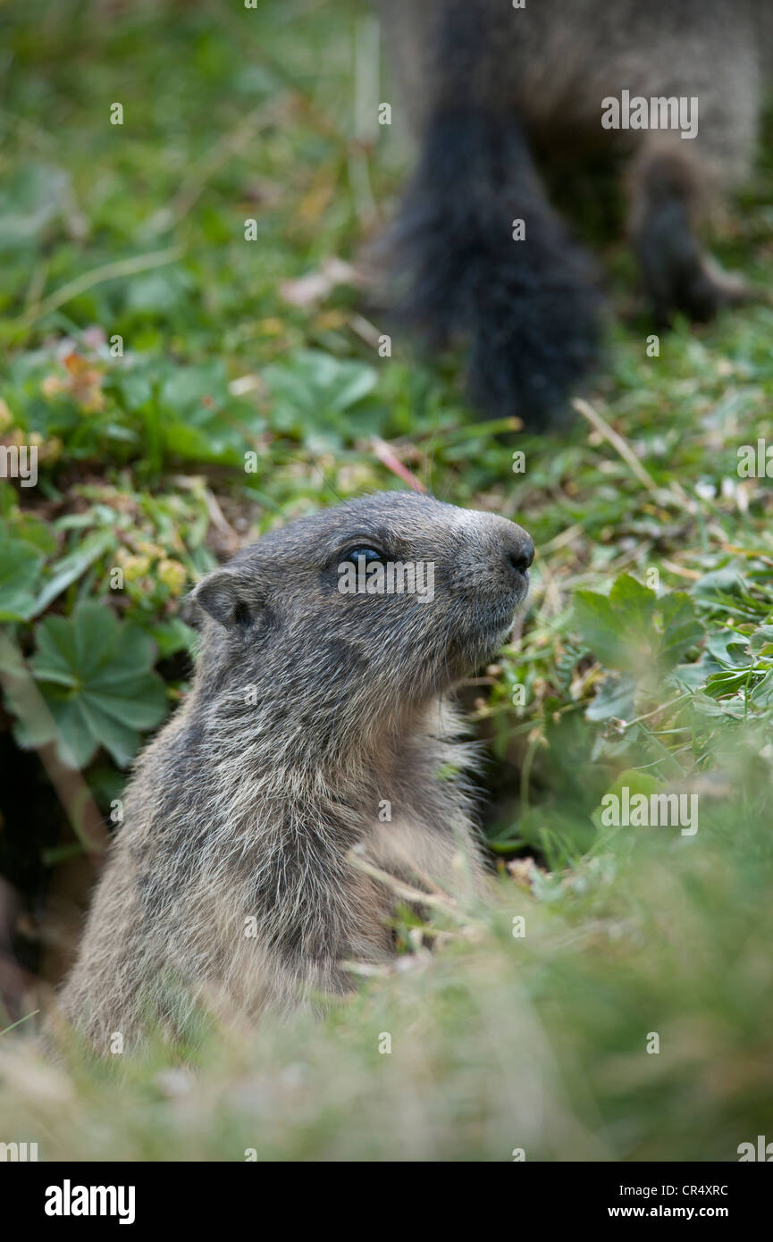 Marmotte des Alpes (Marmota marmota) scrutant d'un trou d'évacuation, Avers Vallée, Aversertal, Grisons, Suisse, Europe Banque D'Images