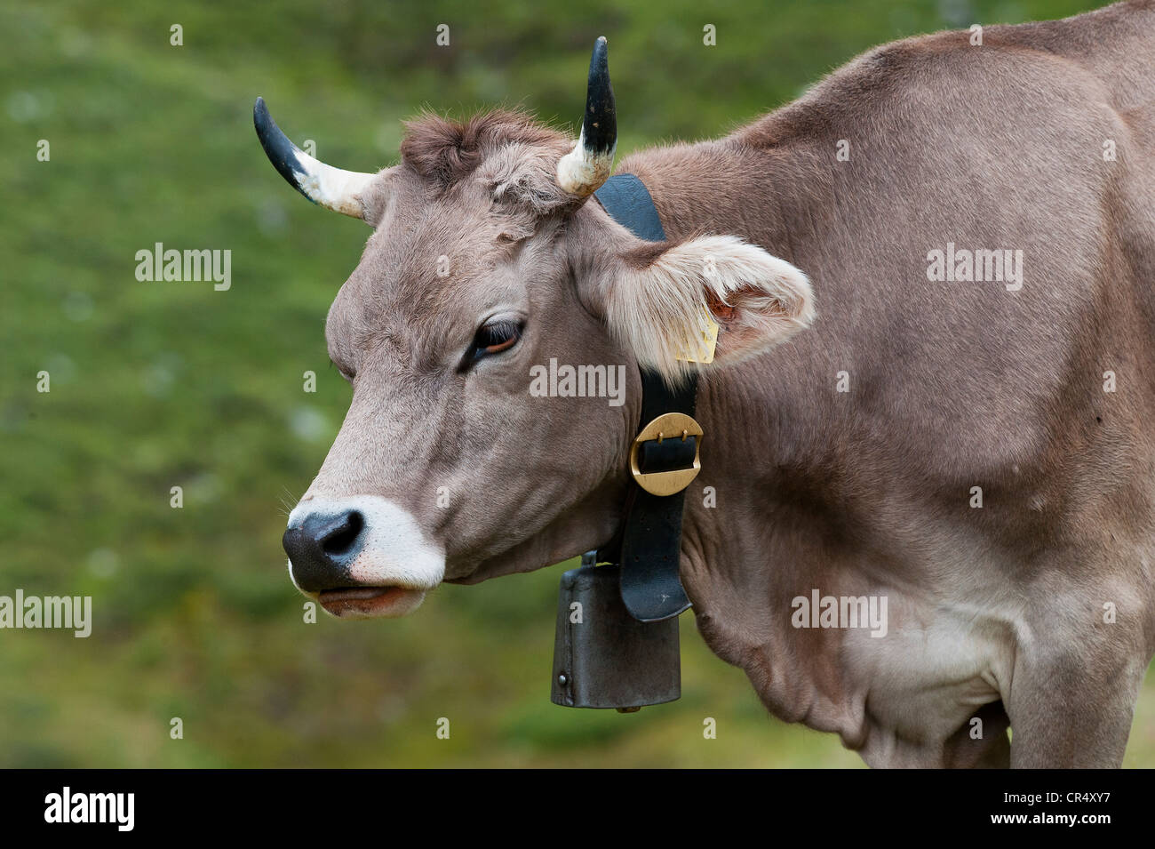 Vache portant une vache bell, sur un alpage, vallée de l'Averstal, canton des Grisons, Suisse, Europe Banque D'Images