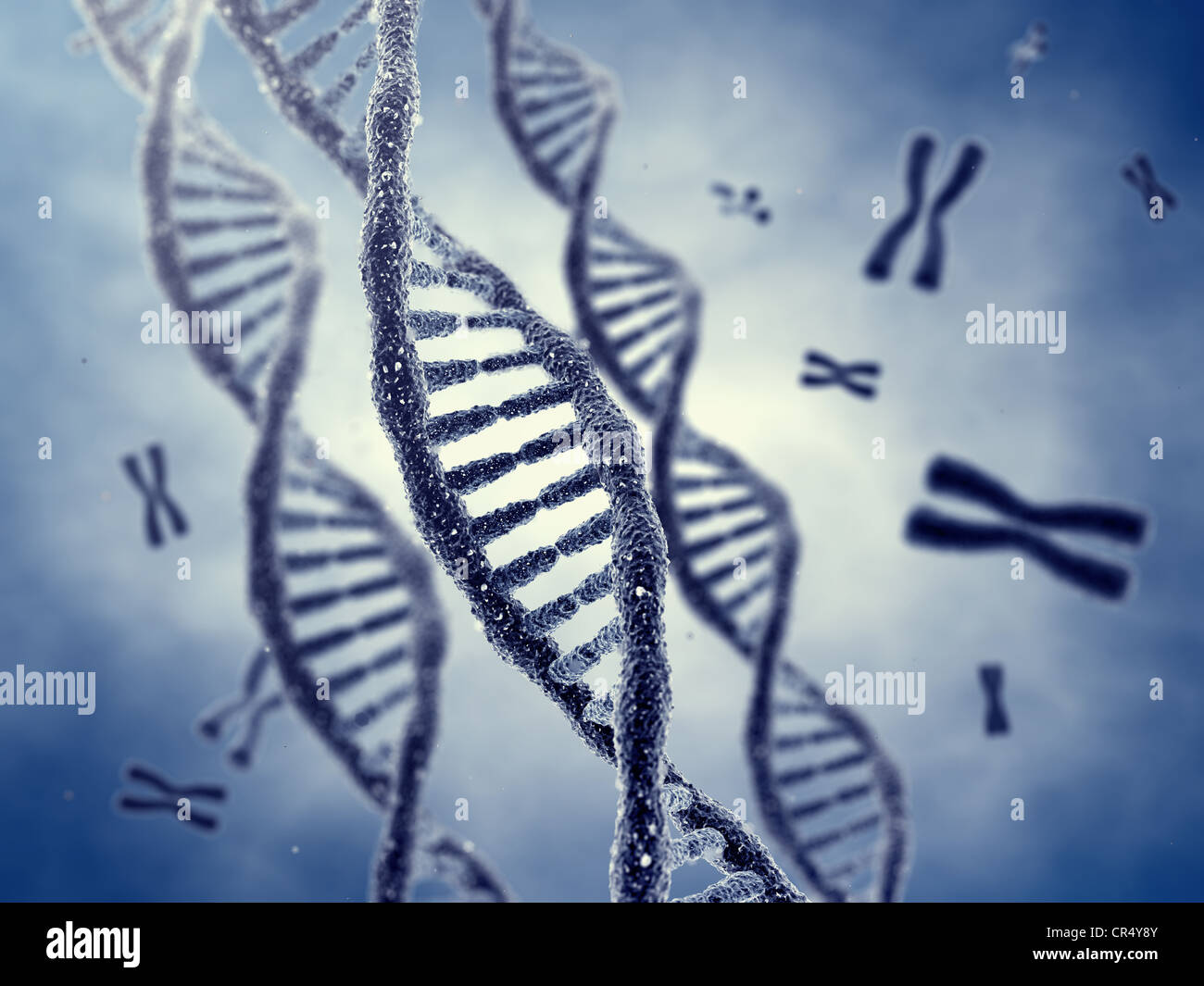 Les molécules en double hélice de l'ADN et de chromosomes Banque D'Images