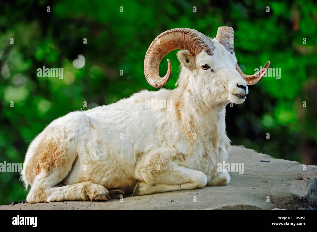 Le mouflon de Dall (Ovis dalli), ram étendu sur les roches, natif d'Amérique du Nord, en captivité, République Tchèque, Europe Banque D'Images