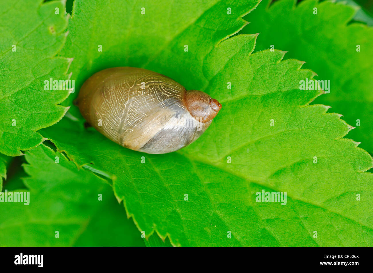 Ambre commun Succinea putris (escargot), Nordrhein-Westfalen, Germany, Europe Banque D'Images