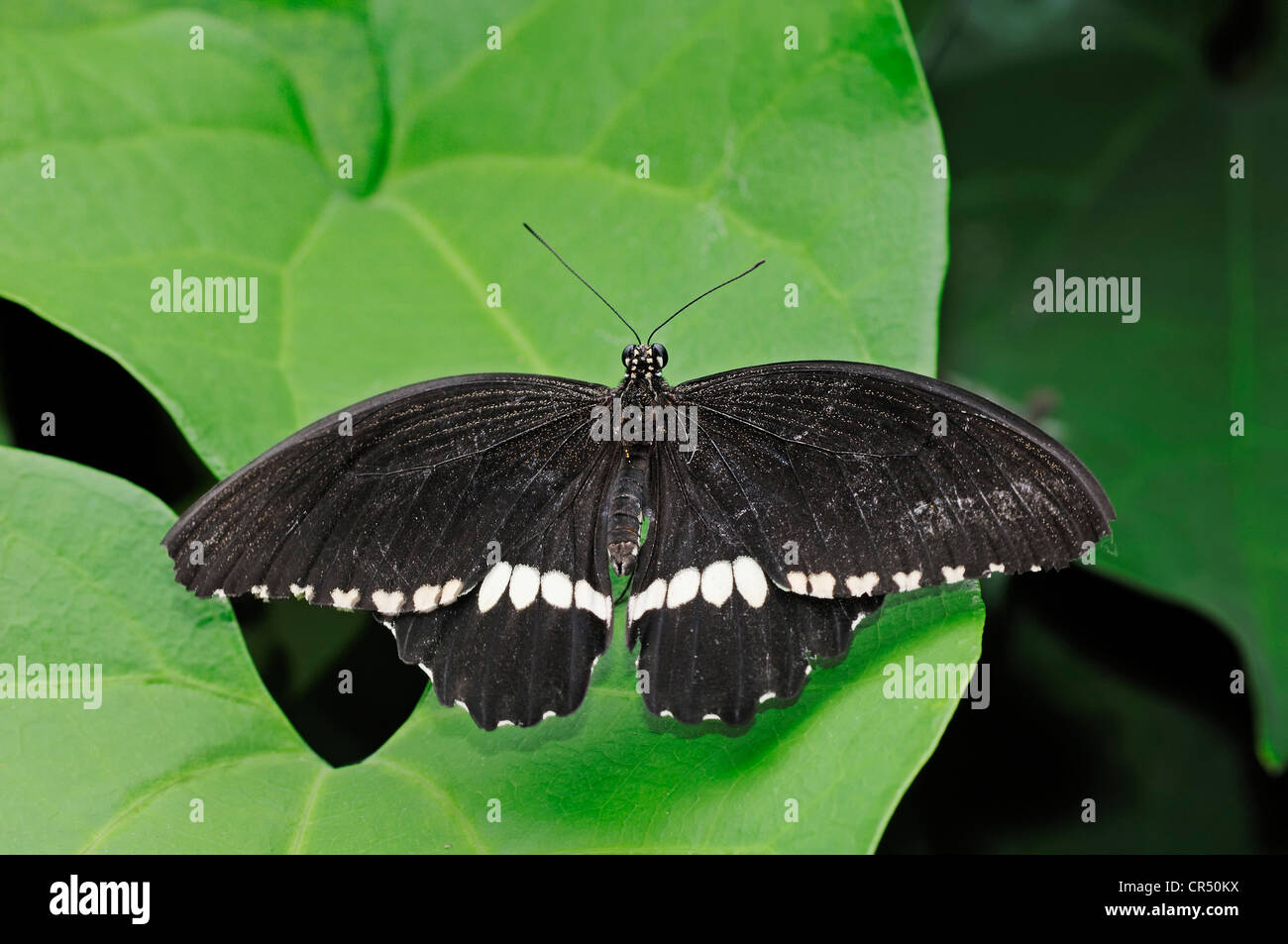 Mormon Papilio polytes (commune), des espèces asiatiques, captive, Nordrhein-Westfalen, Germany, Europe Banque D'Images