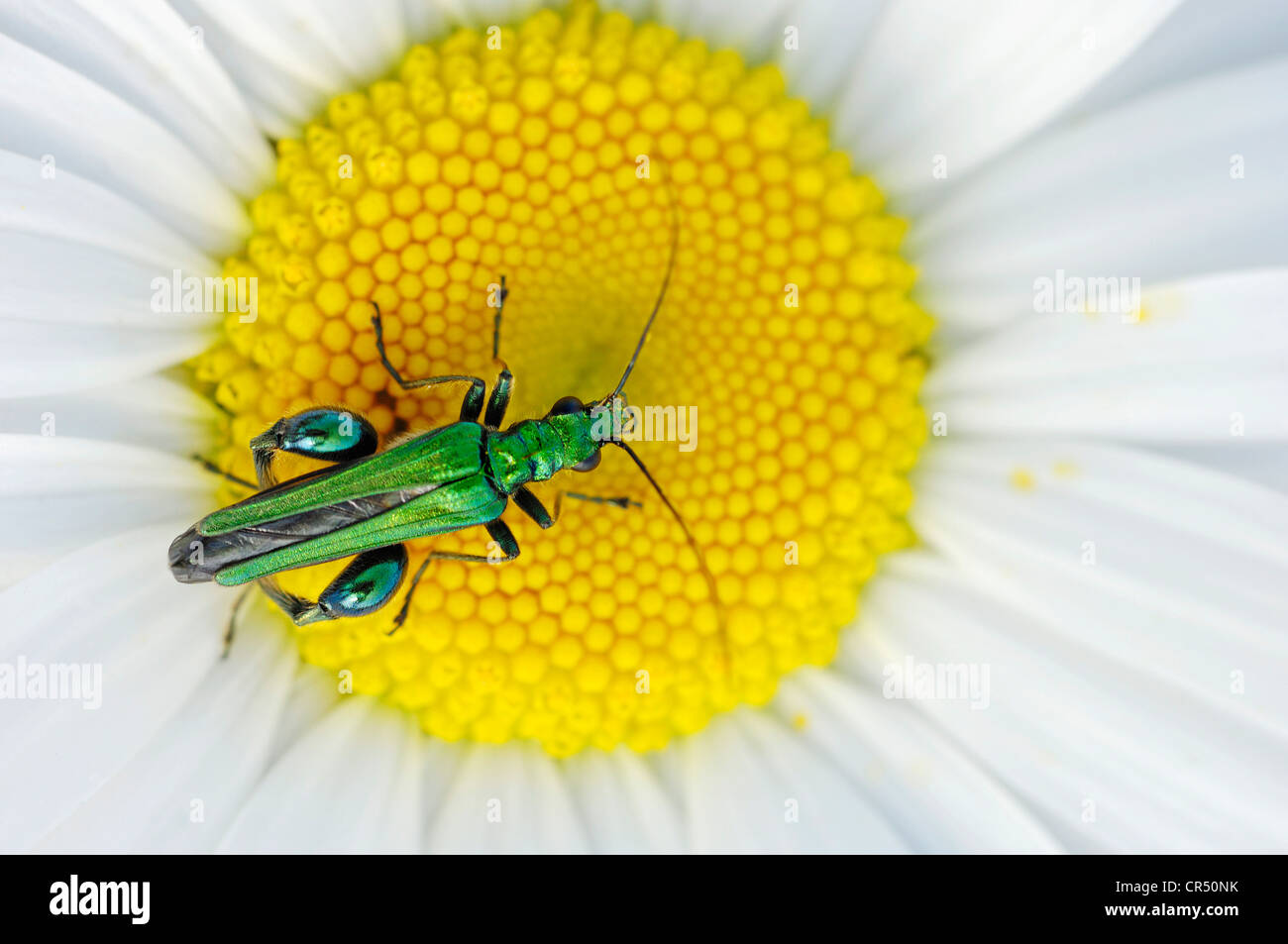 Fleurs à pattes épaisses, Pollen Beetle Coccinelle Alimentation (Oedemera flavipes), sur la grande marguerite (Leucanthemum vulgare Banque D'Images
