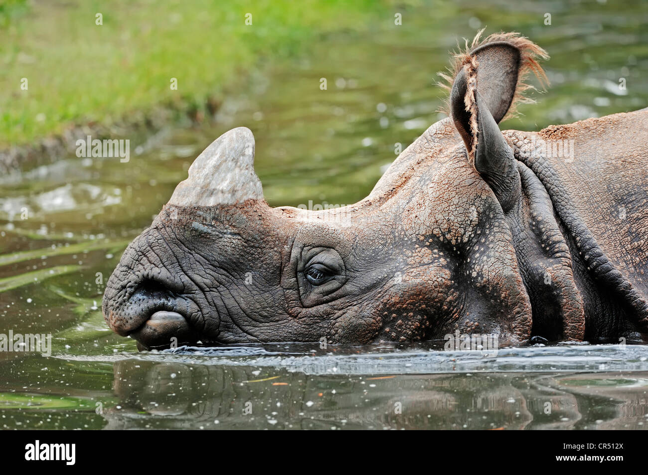 Rhinocéros indien, rhinocéros à une corne et Asiatiques rhinocéros à une corne (Rhinoceros unicornis), dans l'eau, espèces asiatiques Banque D'Images