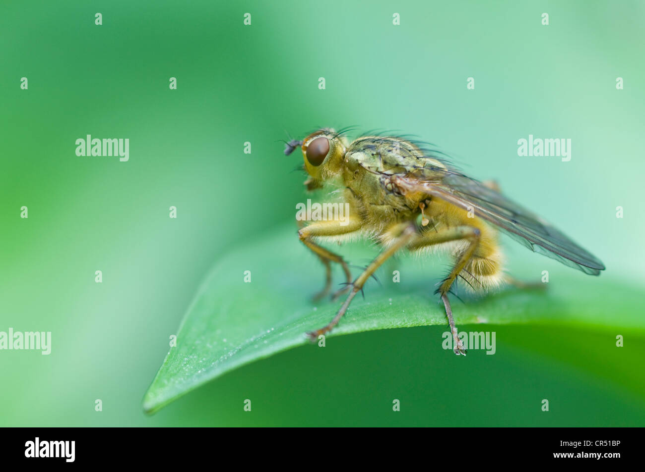 La Bouse jaune Fly (Scathophaga stercoraria), Haren, de l'Ems, Basse-Saxe, Allemagne, Europe Banque D'Images