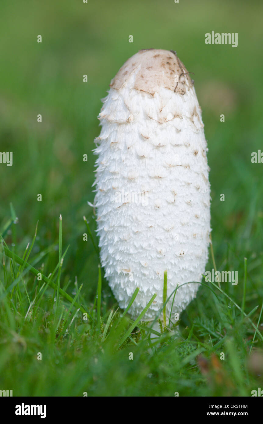 Shaggy émergents, cap d'avocat ou la perruque de Shaggy mane (Coprinus comatus), Haren, région de l'Emsland, Basse-Saxe, Allemagne, Europe Banque D'Images