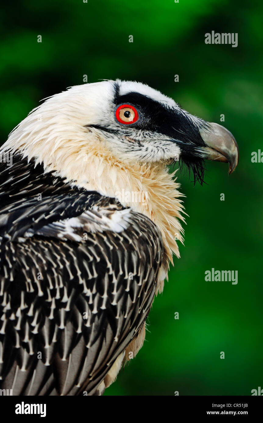 Bearded vulture eagle Banque de photographies et d'images à haute  résolution - Alamy