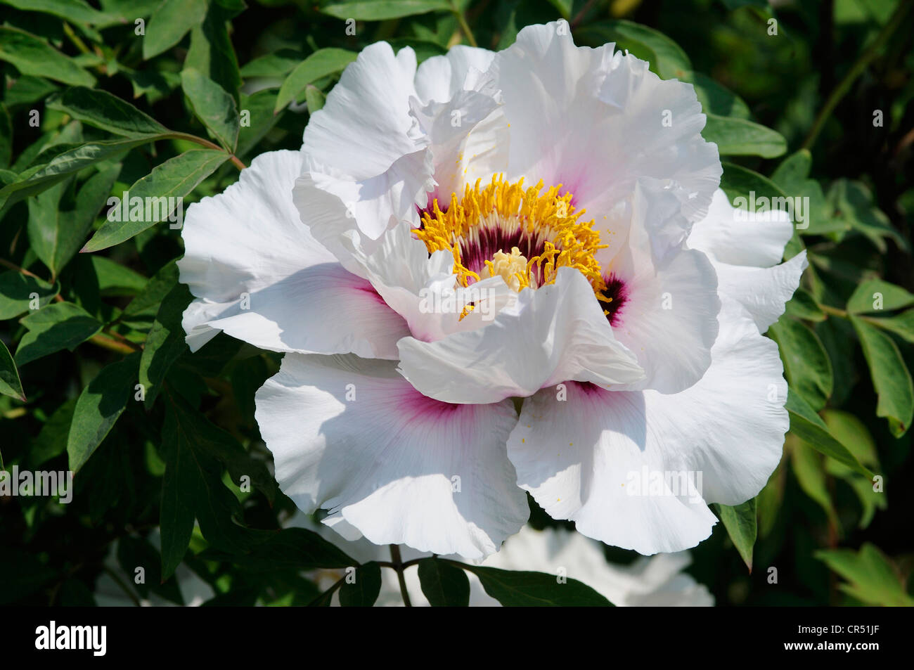 Rock's tree peony (Paeonia rockii), Berggarten Hannover Botanical garden, Basse-Saxe, Allemagne, Europe Banque D'Images