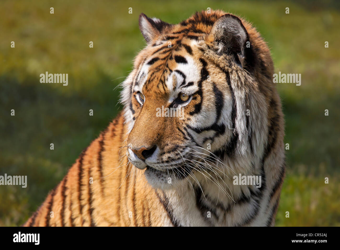 Tigre de Sibérie Banque D'Images