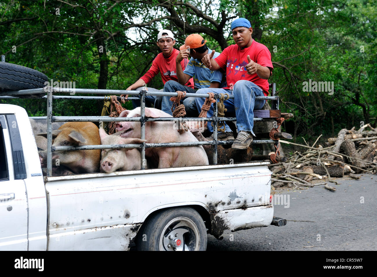 Les jeunes, transport de porcs sur un pick-up, El Angel, Bajo Lempa, d'El Salvador, en Amérique centrale, en Amérique latine Banque D'Images