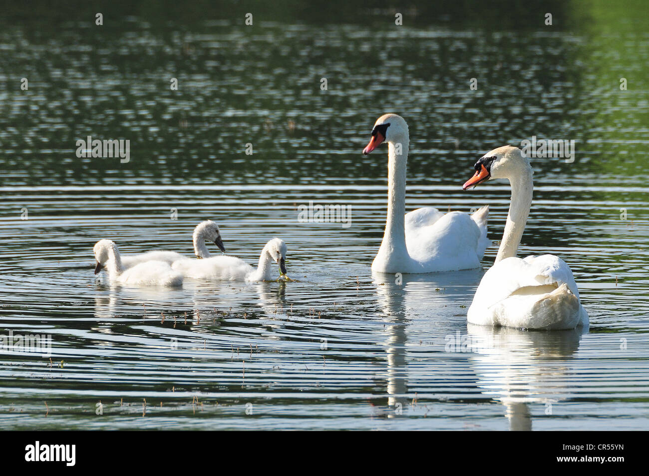 La famille Cygne muet Banque D'Images