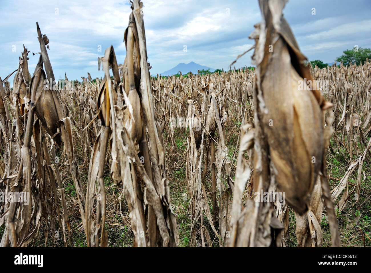40  % de la récolte de maïs a été détruit dans la catastrophe d'octobre 2011, à l'arrière, le volcan El Angel, Jiquilisco Banque D'Images