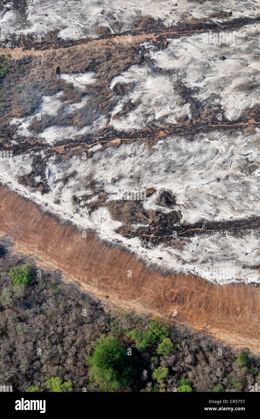 Vue aérienne d'un avion Cessna, terre brûlée par la combustion illégale dans le Gran Chaco, troncs, branches et brindilles de l Banque D'Images