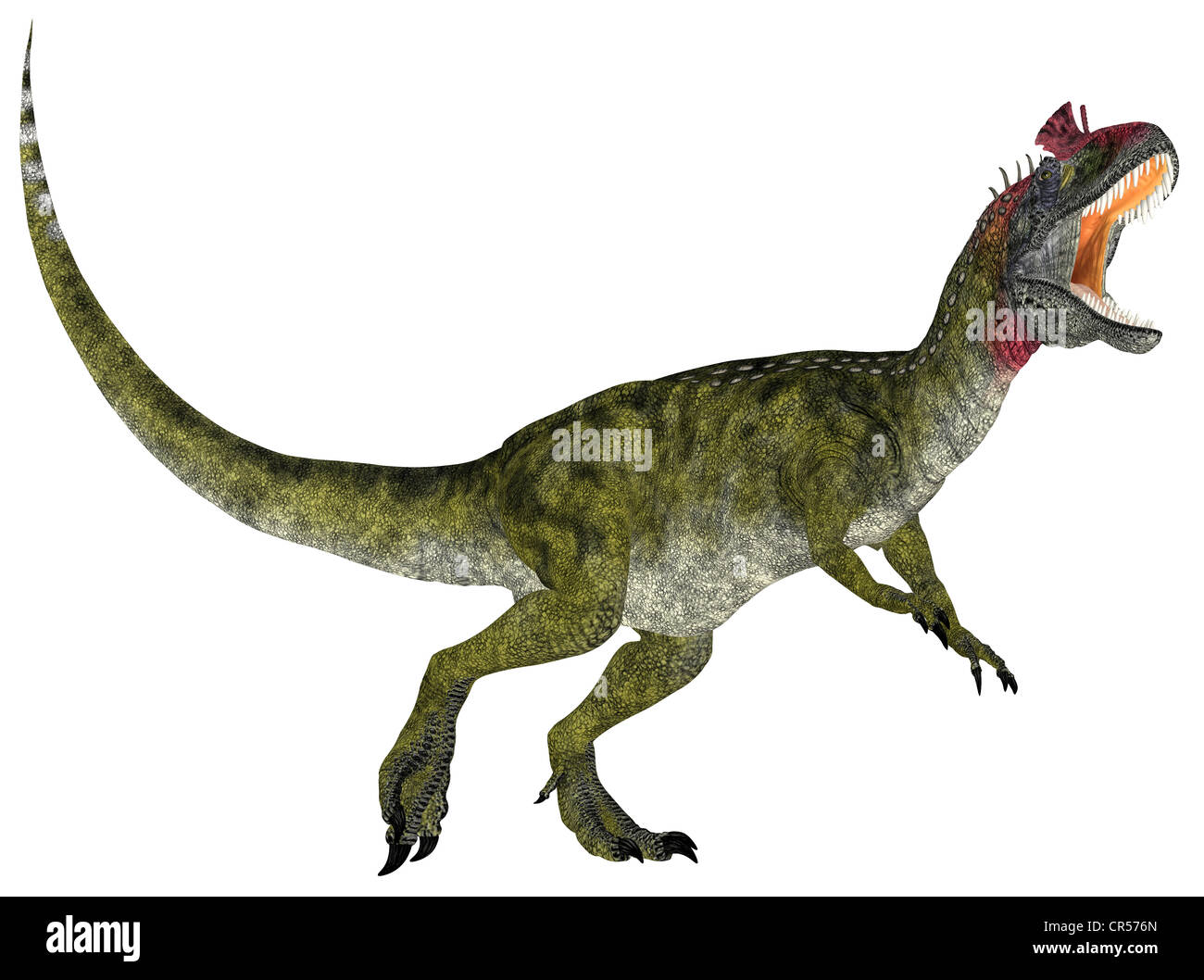 Illustration d'un Cryolophosaurus (espèces de dinosaures) isolé sur fond blanc Banque D'Images