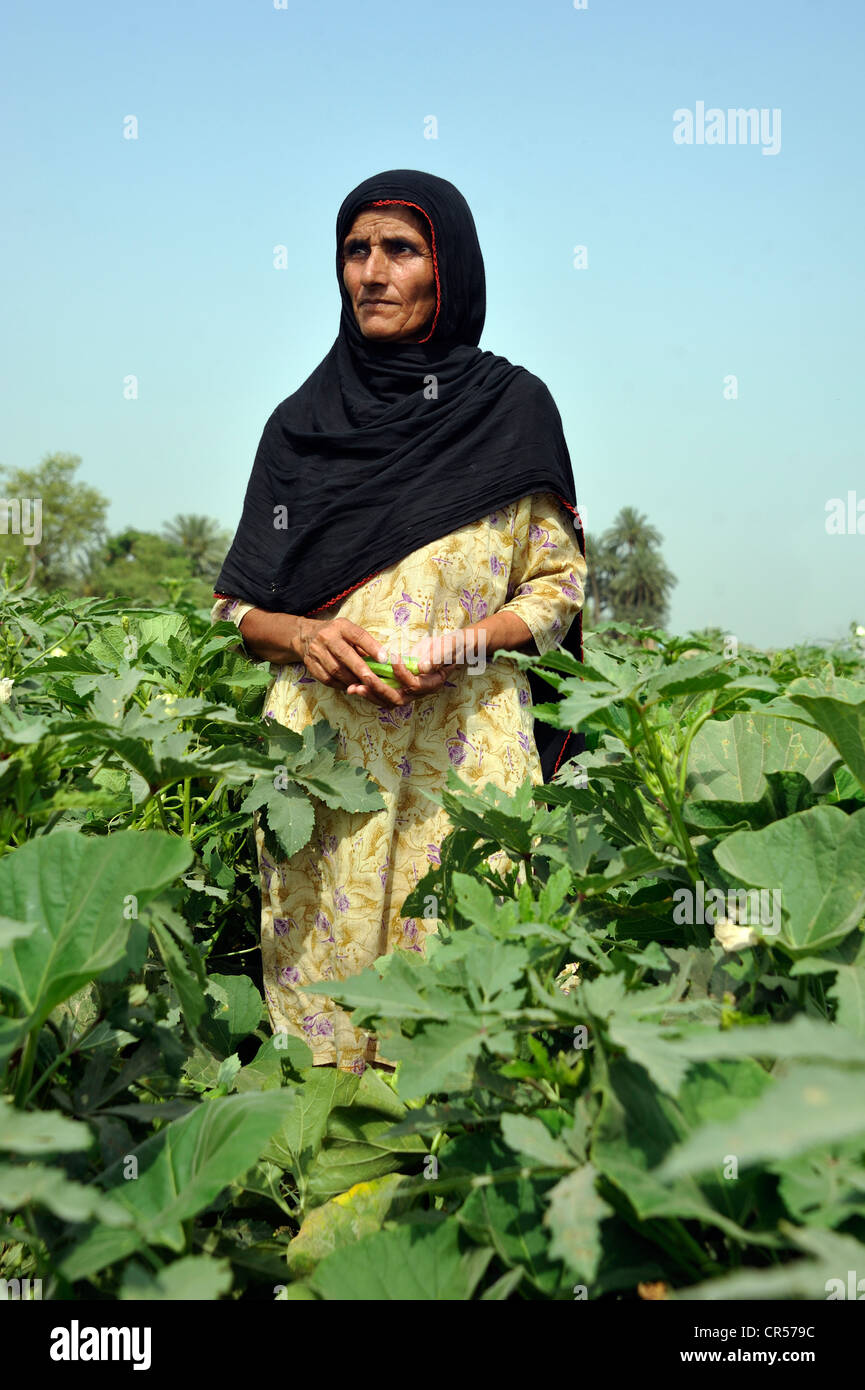 Woman harvesting okra ou lady's finger, Moza Sabgogat village, Punjab, Pakistan, Asie Banque D'Images