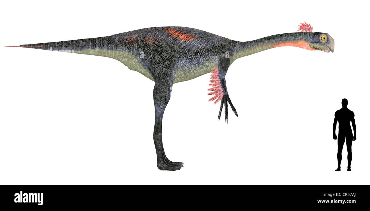 Illustration d'une comparaison de la taille d'un Gigantoraptor adultes avec une moyenne des adultes de sexe masculin (1,8 mètres) Banque D'Images