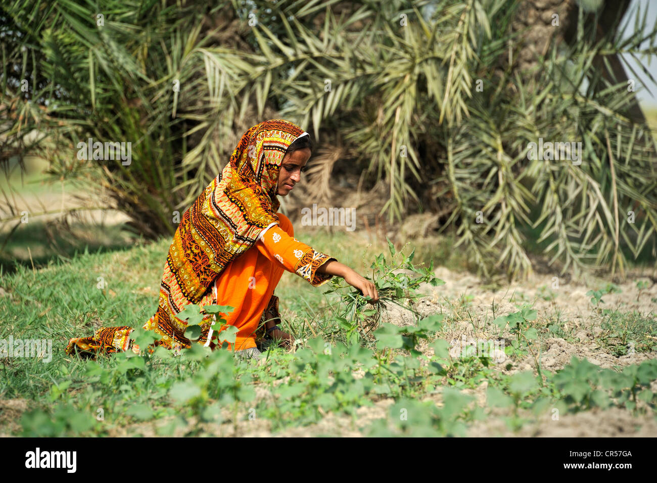 Jeune femme, 18 ans, travaillant dans les champs, village de Motsa Sabgogat Muzaffaragarh, près de Punjab, Pakistan, Asie Banque D'Images