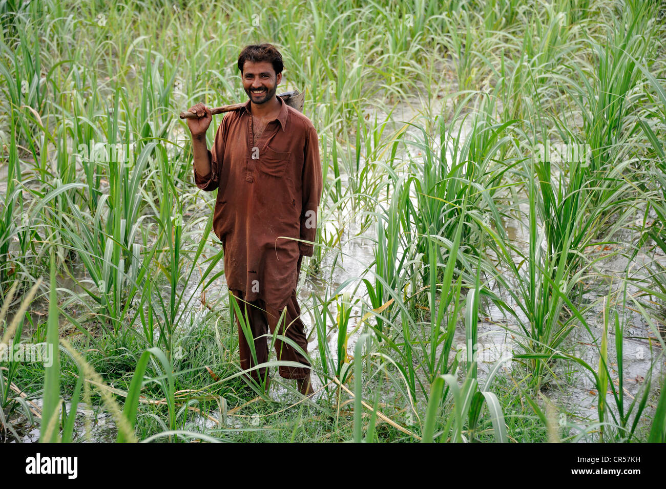 Smiling man holding une binette dans un champ de maïs irrigué, Lehar Basti Walla village, Punjab, Pakistan, Asie Banque D'Images