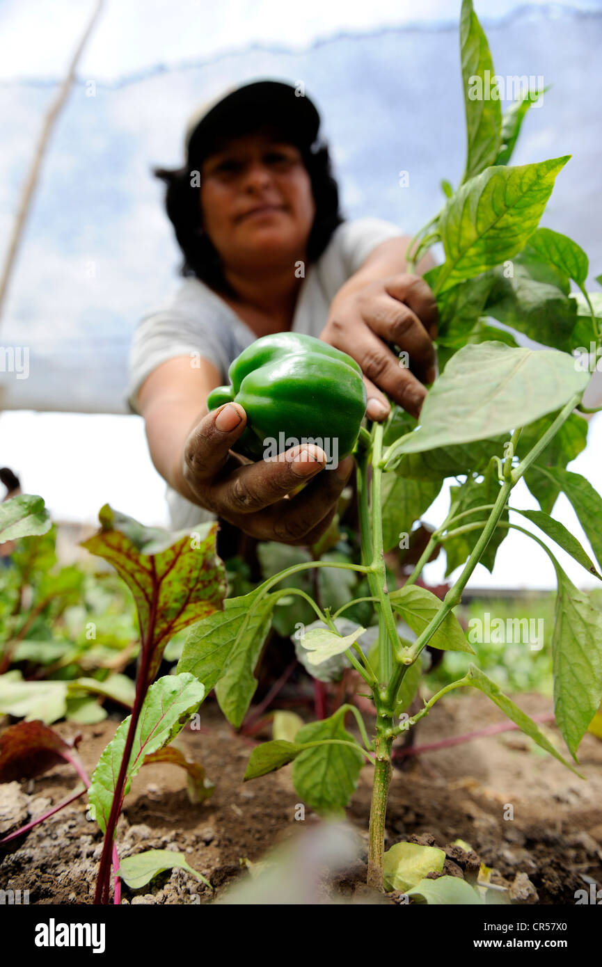 Coopérative de femmes, la production de légumes biologiques, farmwoman présentant un poivre, Pachacamac, Lima, Pérou, Amérique du Sud Banque D'Images