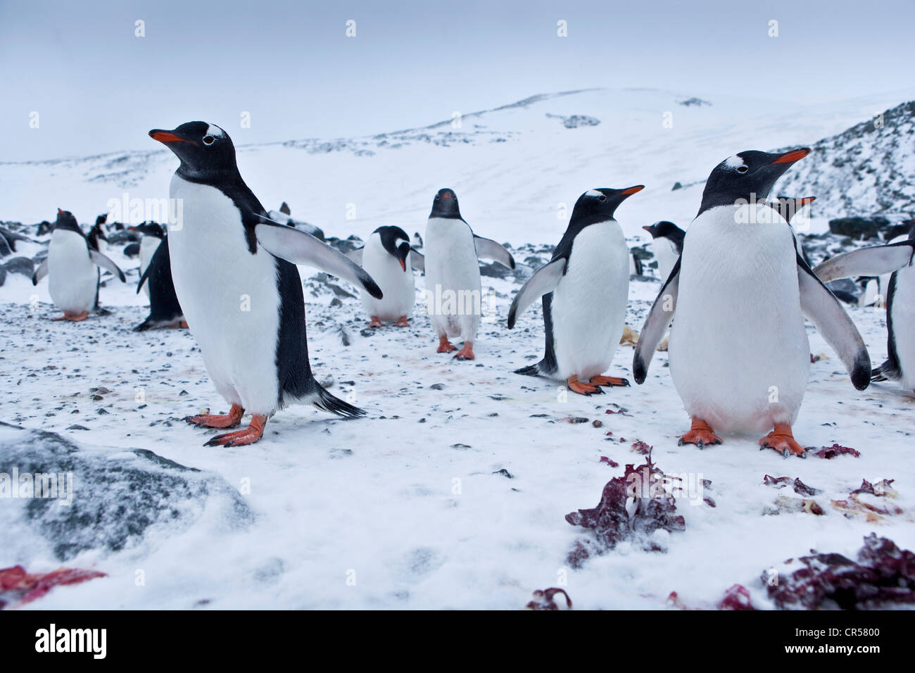 Manchots Papous (Pygoscelis papua), colonie, Région de l'Antarctique, l'Antarctique Banque D'Images