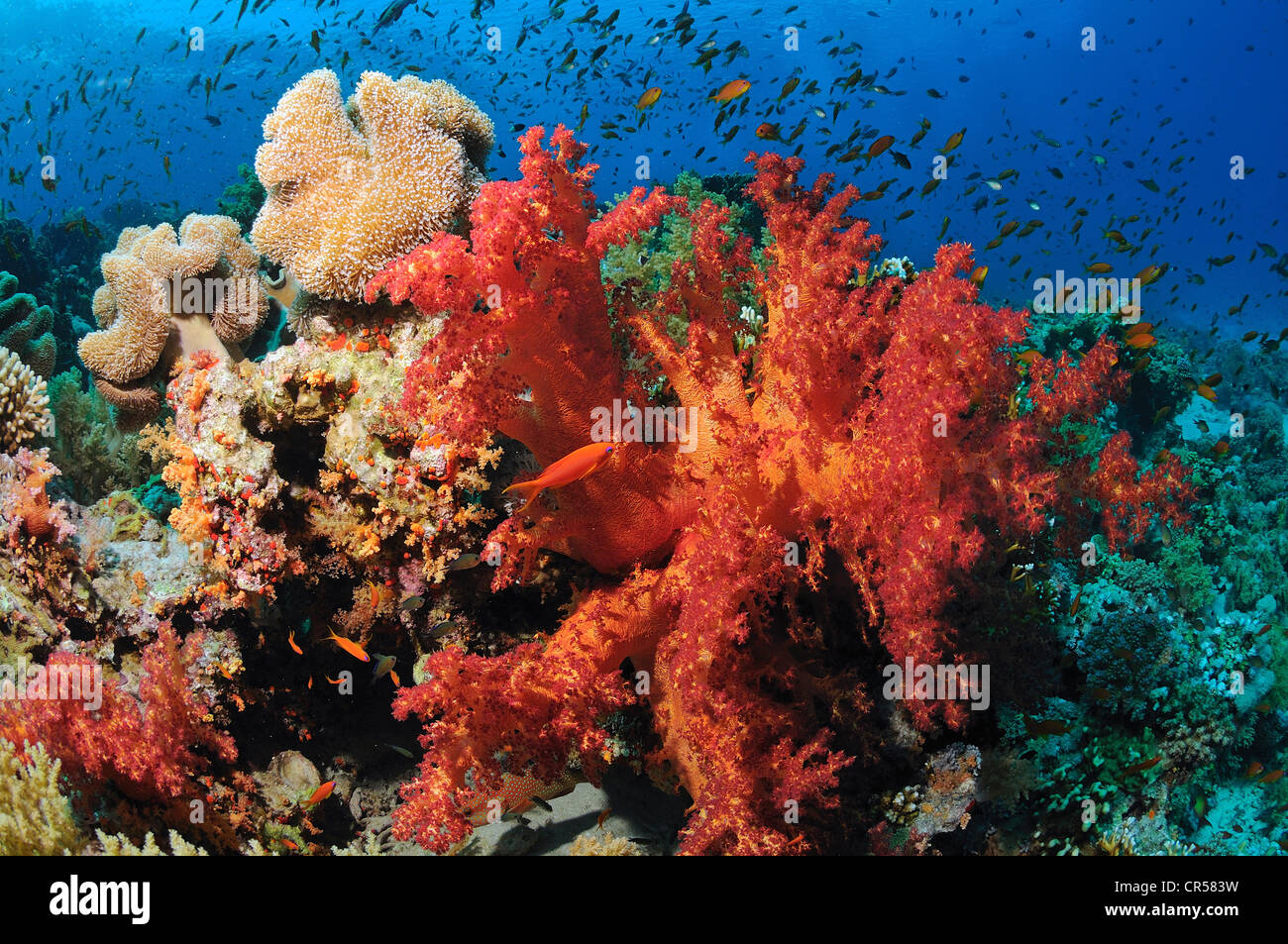 Mer Rouge Corail L'Egypte, Mer Rouge, coraux rouge corail avec alcyonarian Photo Stock ...