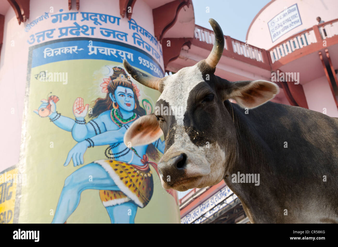 Holy Cow en face d'un énorme Shiva en peinture à l'ghats de Varanasi, Uttar Pradesh, Inde, Asie Banque D'Images