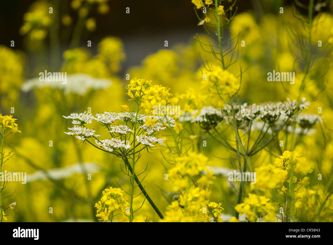 Cow Parsley et colza, mai, Angleterre Banque D'Images