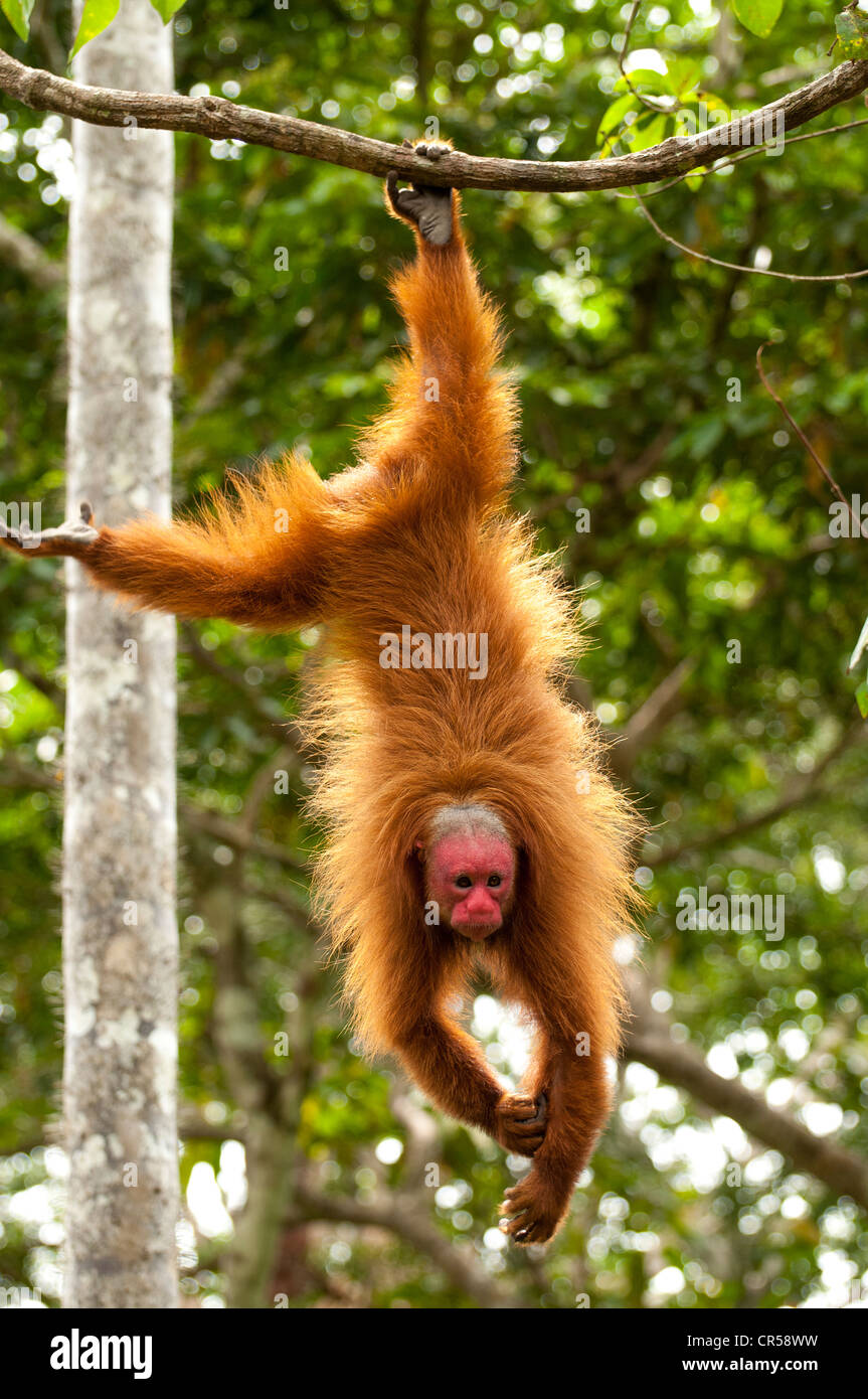 Red monkey uakari péruvienne (Cacajao calvus ucayalii) suspendu par les pieds. Banque D'Images